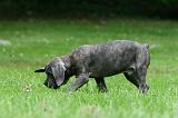 CANE CORSO 1181